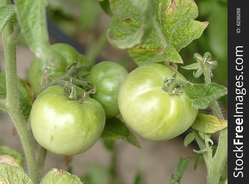 Green tomatoes on stem in vegetable garden