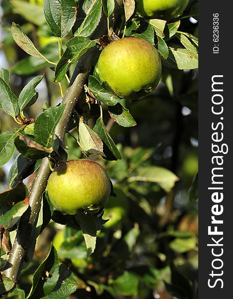 Fresh apples on a tree just after a summer rain shower.