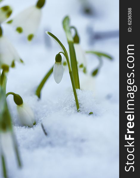 Few snowdrops and snowflakes under snow