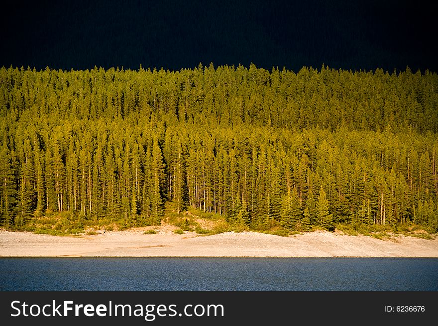 Forest of trees on alberta canada at sunset