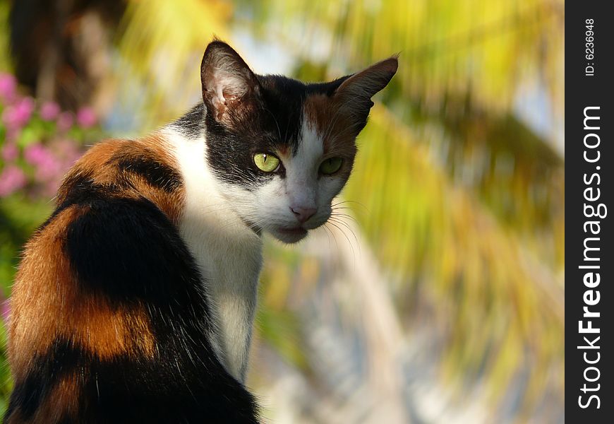 Cat pestas in tropical garden