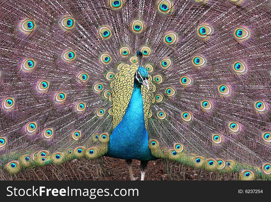 Peacock In Full Color
