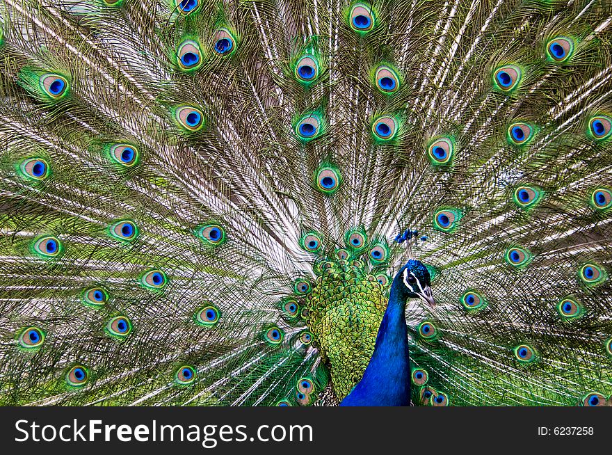 Blue and green male peacock showing his tail