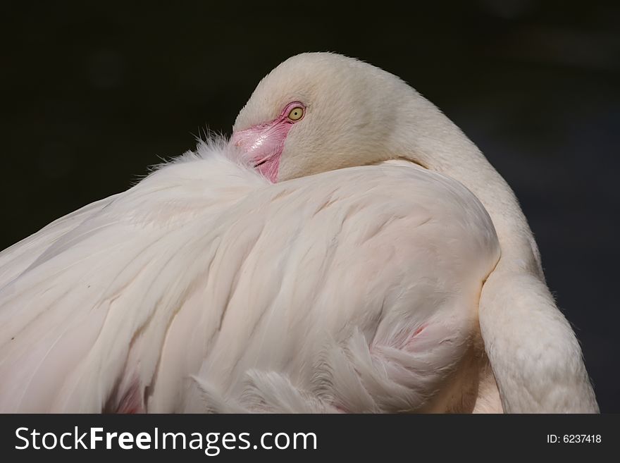 Head and body of Flamingo-pink bird.