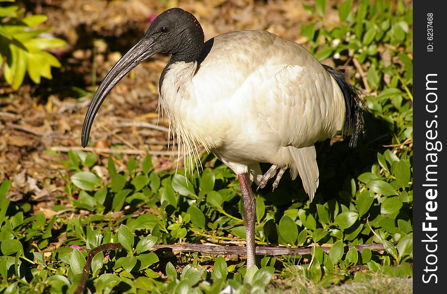 This is one of the many ibises found in Brisbane. This is one of the many ibises found in Brisbane.
