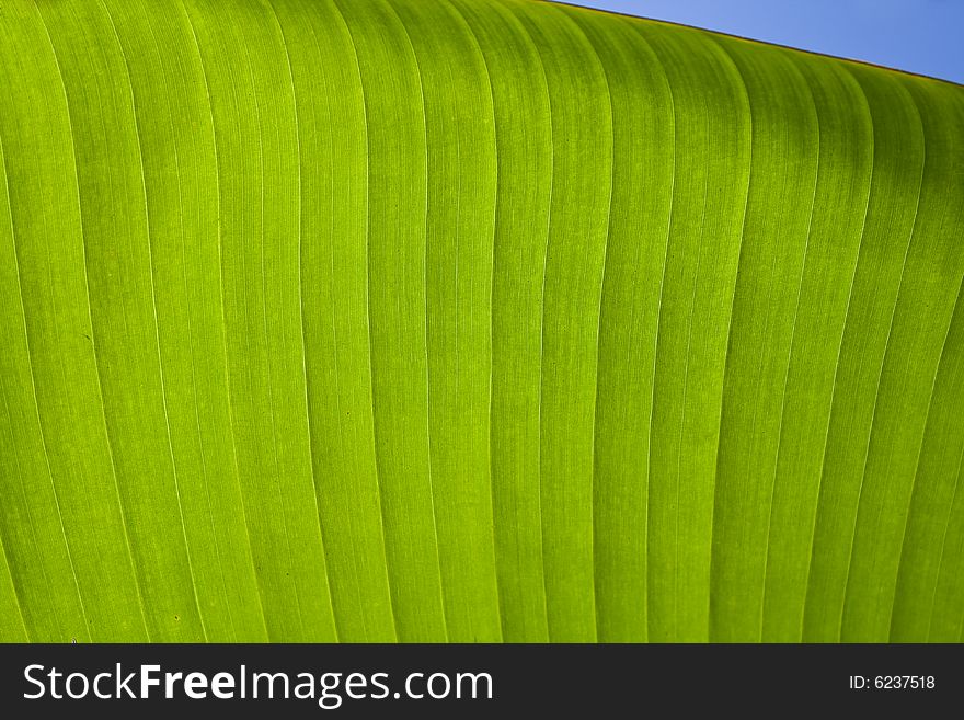 Detail of banana leaf with back sunlight