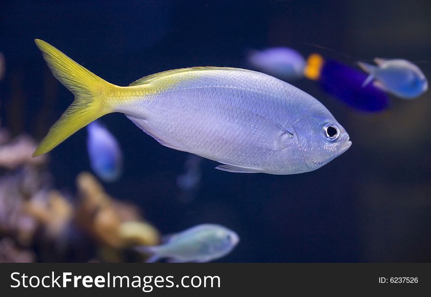 Aquarium Fish 21