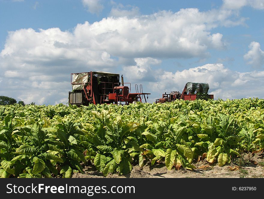 Tobacco harvesting in sandy soil region.  Two red harvesters. Fluffy white clouds in sky. Tobacco harvesting in sandy soil region.  Two red harvesters. Fluffy white clouds in sky.