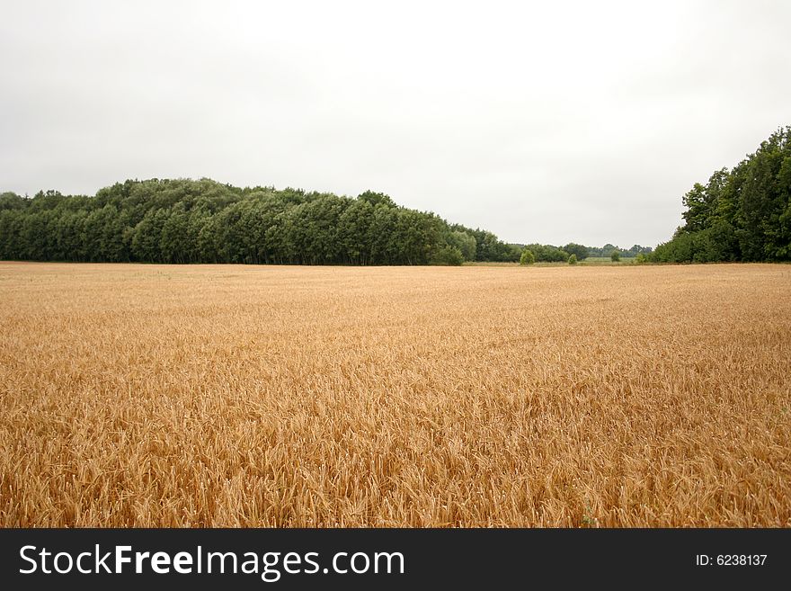 A ripe yellow wheat or rye field