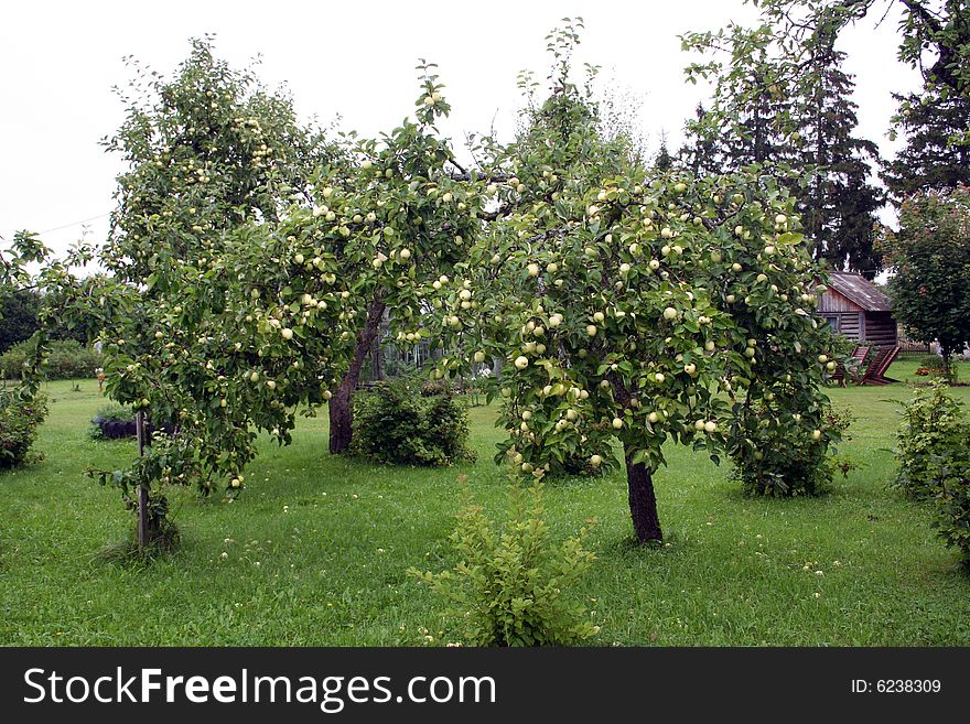 A green apple garden full of fruits