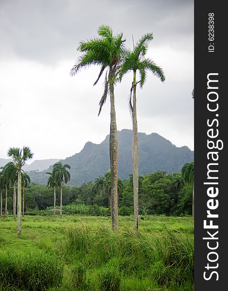 Green tropical palms and mountains in a background