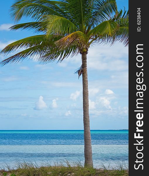 Green tropical palm on a beach near blue water and a blue sky in a background. #2. Green tropical palm on a beach near blue water and a blue sky in a background. #2