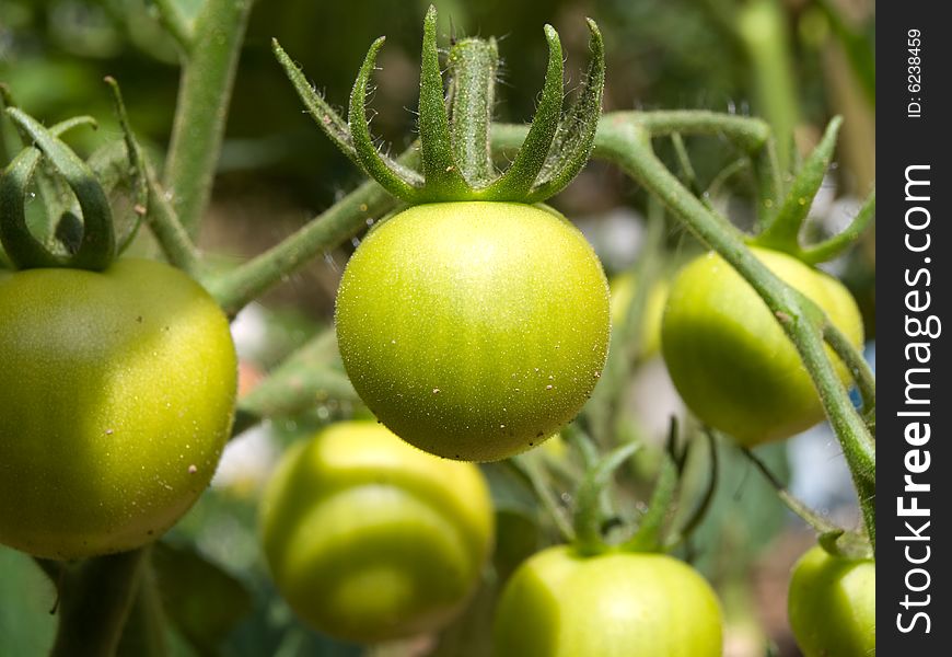 Tomato growing on a bush.