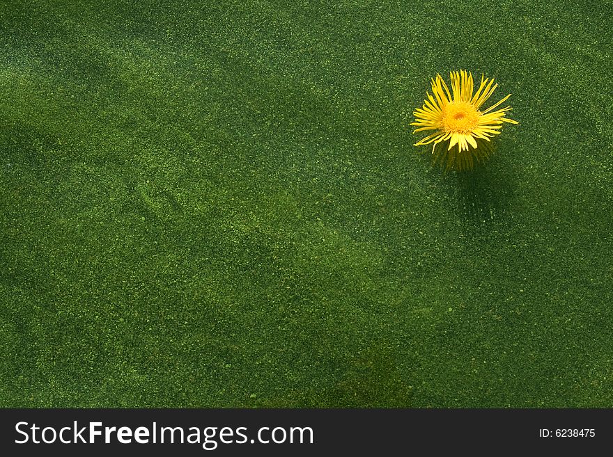 Single yellow flower floating on green scum. Single yellow flower floating on green scum