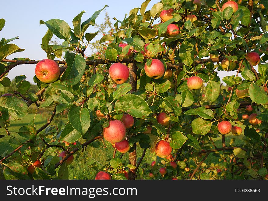 The yield of red apples. The yield of red apples