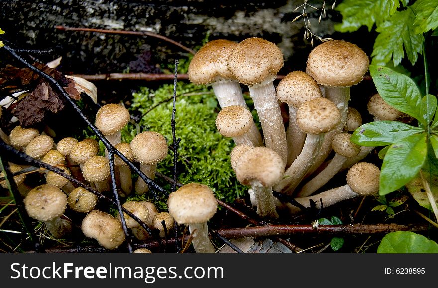 Armillaria mellea, mushroom in the autumn. Armillaria mellea, mushroom in the autumn