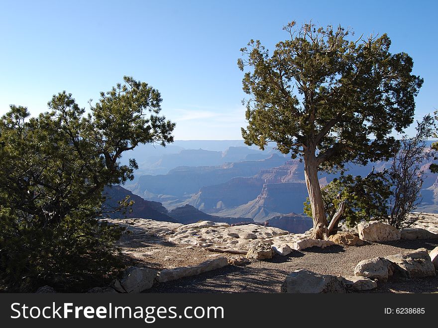Trees On The Grand Canyon