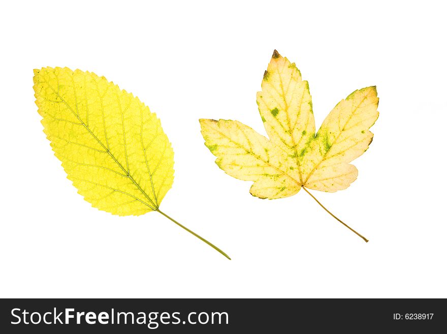 Maple and mulberry leaves isolated on white background