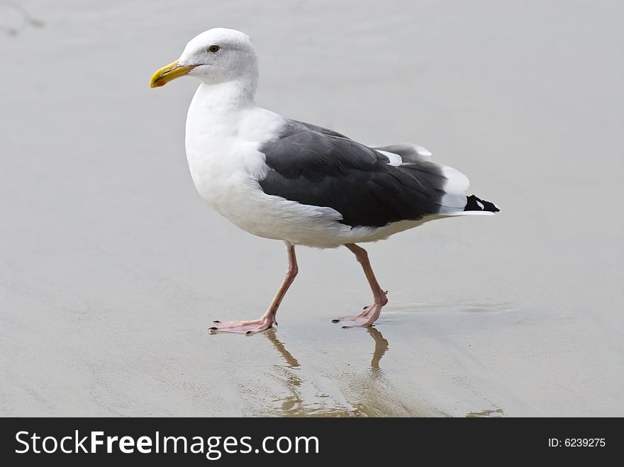 Seagull walking on sandy beach, larus glaucescens. Seagull walking on sandy beach, larus glaucescens