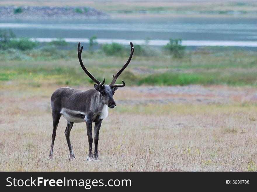 A group of reindeers near a lake in iceland. A group of reindeers near a lake in iceland