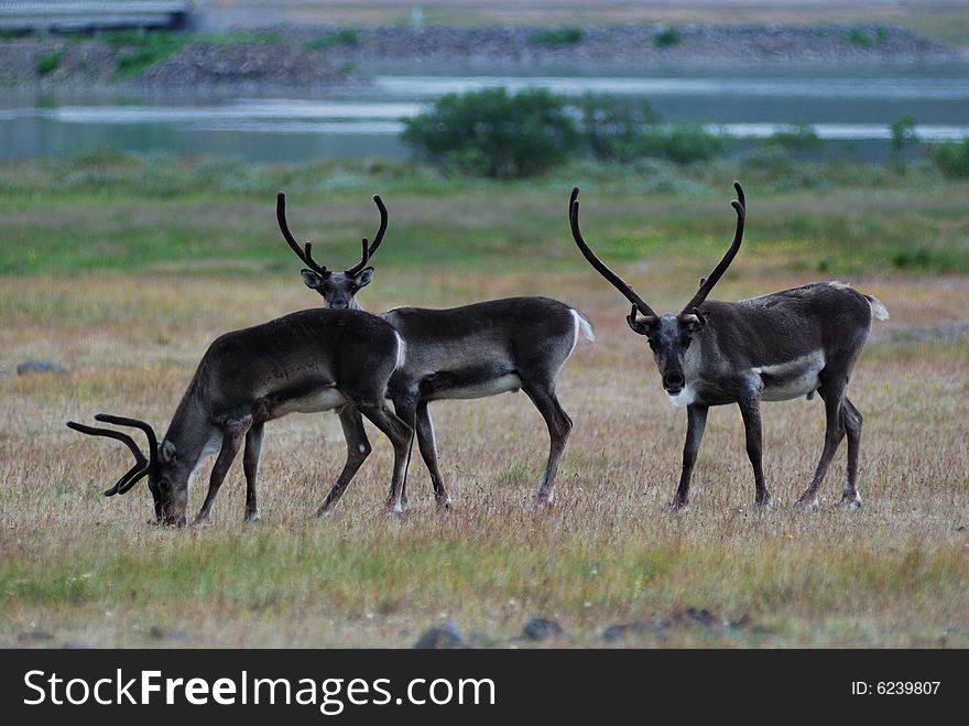 Reindeer In Iceland - Free Stock Images & Photos - 6239807 ...