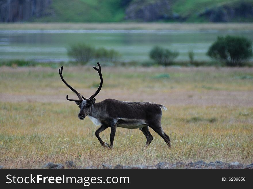 A group of reindeers near a lake in iceland. A group of reindeers near a lake in iceland