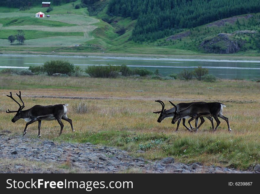 A group of reindeers near a lake in iceland. A group of reindeers near a lake in iceland