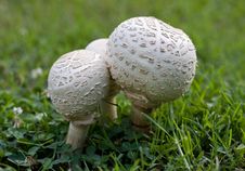 Puffball Mushrooms Royalty Free Stock Photography Puffball Mushrooms Royalty Free Stock Photography