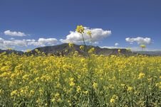 Yellow Flowers And Blue Sky Royalty Free Stock Photos Yellow Flowers And Blue Sky Royalty Free Stock Photos