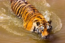 Hungry Siberian Tiger Royalty Free Stock Image Hungry Siberian Tiger Royalty Free Stock Image