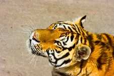 Siberian Tiger Stock Image Siberian Tiger Stock Image
