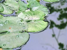 Lotus Leaf Stock Image