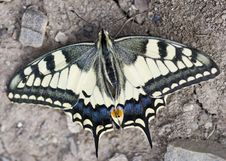 Swallowtail Royalty Free Stock Image