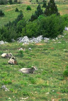Cows Over Mountain Meadow Royalty Free Stock Image Cows Over Mountain Meadow Royalty Free Stock Image