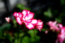 Shallow Depth Of Field View Of Flowers. Creamy Blu Royalty Free Stock Image Shallow Depth Of Field View Of Flowers. Creamy Blu Royalty Free Stock Image