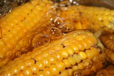 The Corn Stock Photos The Corn Stock Photos