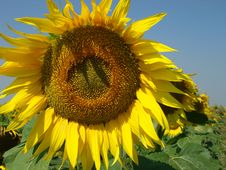 Sunflowers Royalty Free Stock Image Sunflowers Royalty Free Stock Image