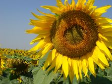 Sunflowers Stock Image Sunflowers Stock Image