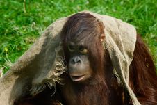 Baby Orangutan Stock Photo