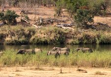 Herd Of African Elephants Stock Photography Herd Of African Elephants Stock Photography