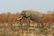 African Elephant In The Bush Royalty Free Stock Photo African Elephant In The Bush Royalty Free Stock Photo