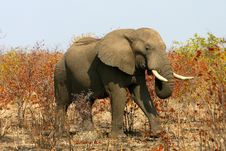 African Elephant On A Sunny Day Royalty Free Stock Image African Elephant On A Sunny Day Royalty Free Stock Image