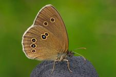 Butterfly Royalty Free Stock Images
