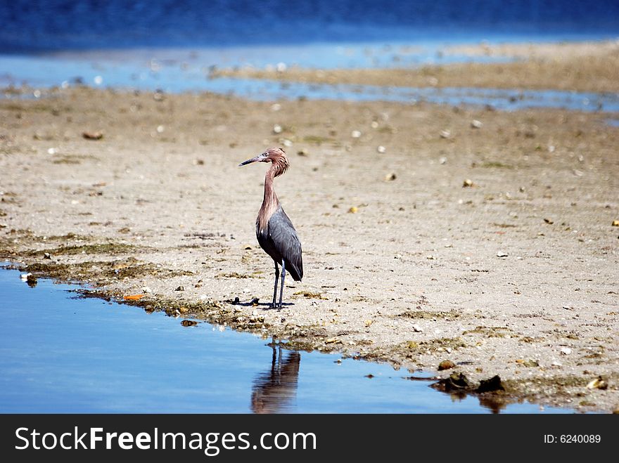 Reddish Egret