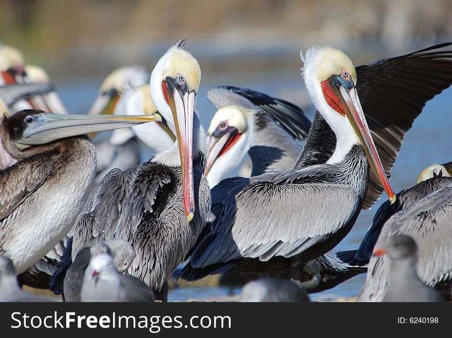Pelicans on shore at Ventura California.