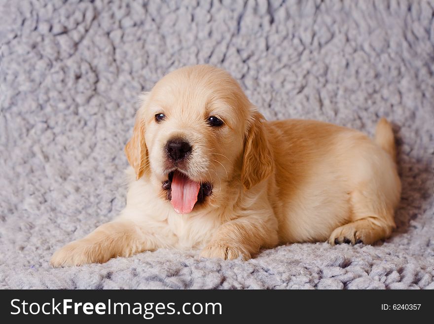 Small cute retriever puppy with open mouth on gray background. Small cute retriever puppy with open mouth on gray background