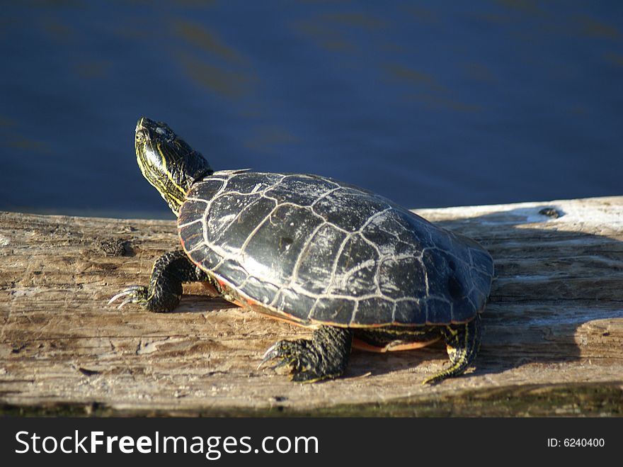 A mud turtle sunning himself on a floating log