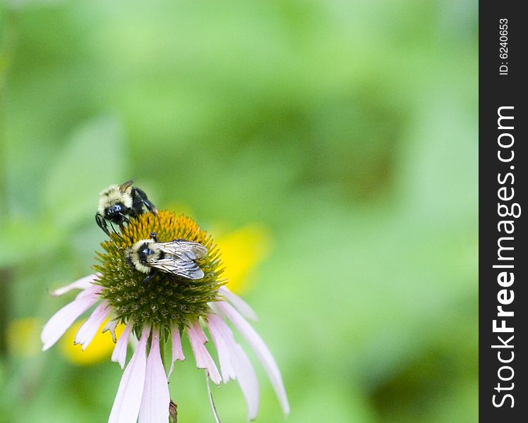 Two Bees On Flower