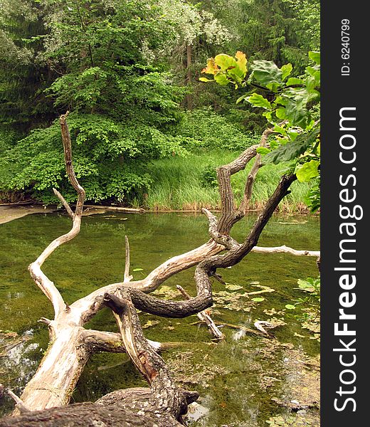 The well-known ancient city park of Gatchina. The well-known ancient city park of Gatchina.