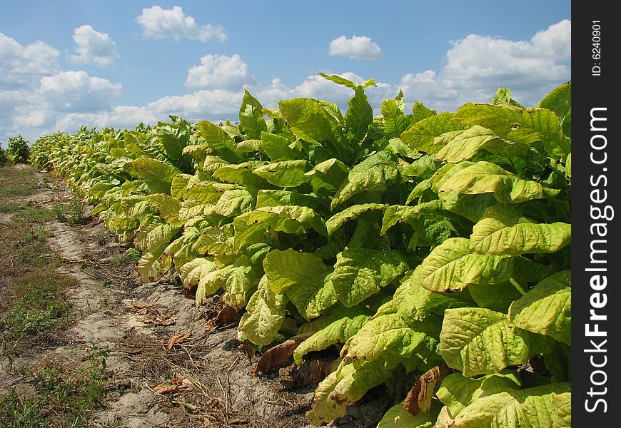 Tobacco ready for harvest.  Sandy type soil. White fluffy clouds in blue sky. Tobacco ready for harvest.  Sandy type soil. White fluffy clouds in blue sky.